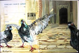 pigeons