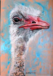 ostrich