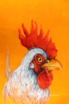 rooster