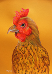 rooster