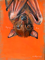 flyingfox2