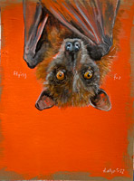 flyingfox