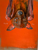 flyingfox