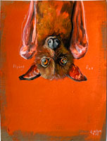 flyingfox