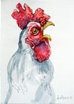 plumage