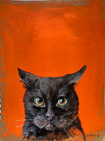 blackcat