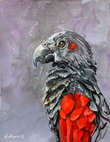 draculparrot