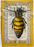 natgeobee