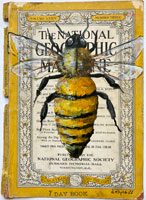 natgeobee