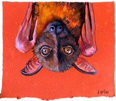flyingfox