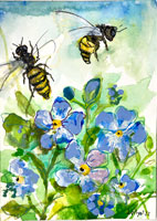 forgetmenot