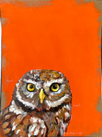 hootowl