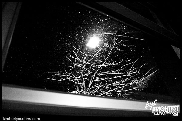 A snow-covered tree at night
